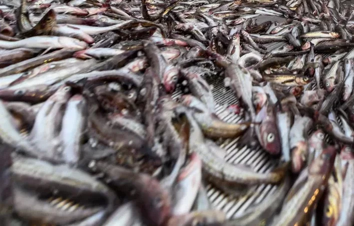 Kraje bałtyckie chcą pozostawić Europę bez rosyjskiej ryby: Zverev ostrzega przed konsekwencjami